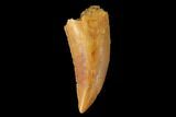 Serrated, Raptor Tooth - Real Dinosaur Tooth #142591-1